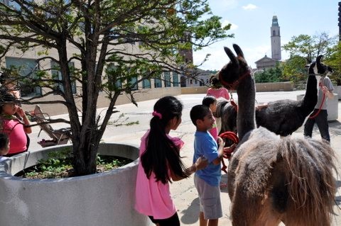 llamas at the library 3